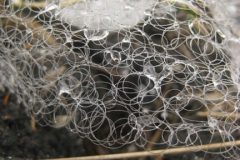 17_XGao_Catch_detail