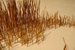 14_XGao_Lost in Wood