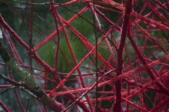 OneLifeOneSpring_Detail2@512